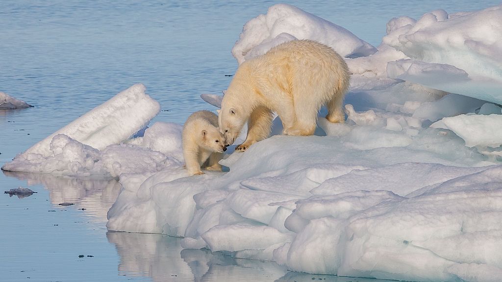 Polar Bear (Ursus Maritimus) - Female with its cub