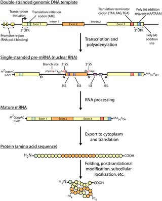 Central Dogma of molecular biology