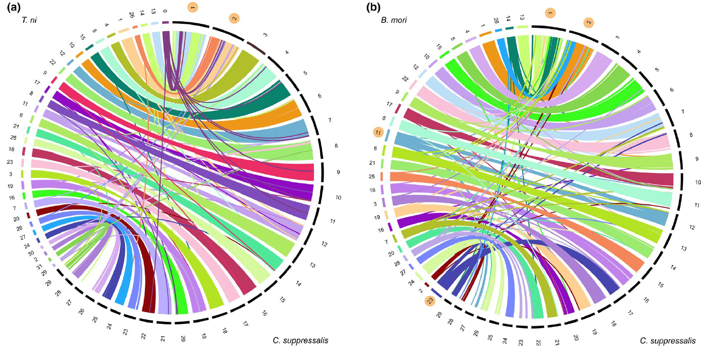 Chromosomes involved in major fusion/fission events and translocations