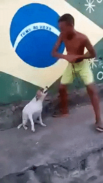 Brazil dog dance