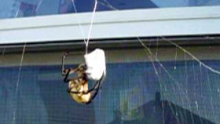 Garden spider vs giant wasp Part 1