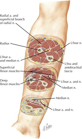 muscle of the arm and forearm cross section