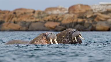 Walrus pair at sea in Svalbard, Norway (© Mark Smith/Getty Images)