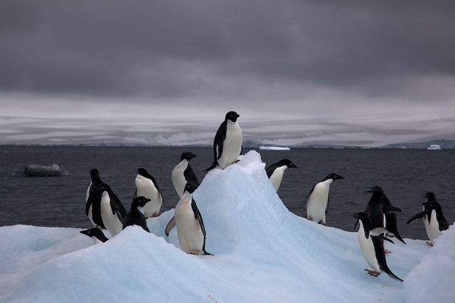 Adélie penguins on an iceberg