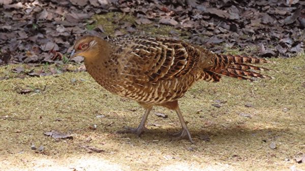 组图：帝雉、蓝腹鹇之美 台阿里山区樱花盛开