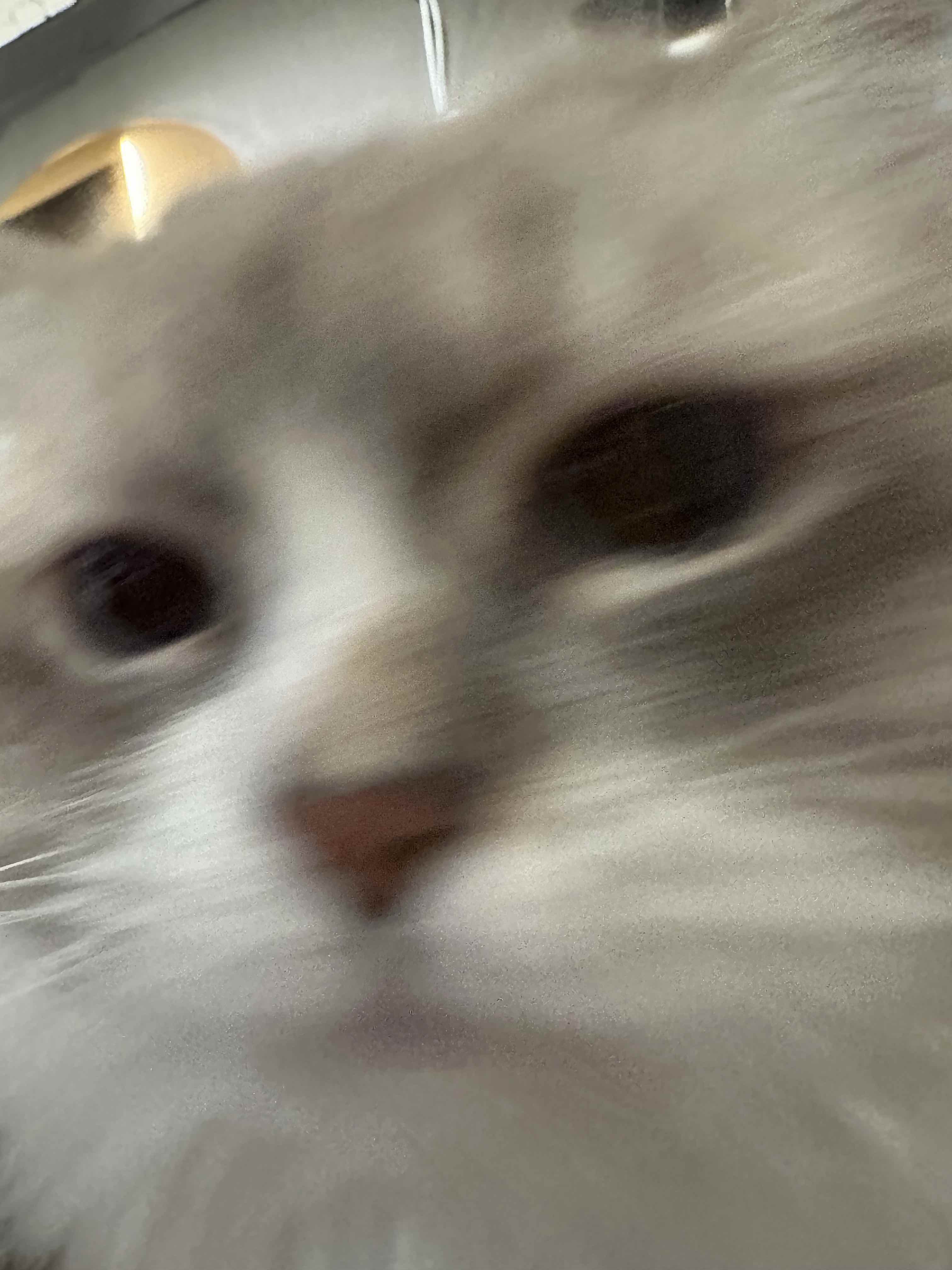 White-grey adult cat, very fluffy, her face takes up the entire photo, and is slightly motion blurred.