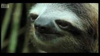 David gets into an awkward moment with a sloth