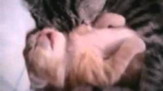 Cat Hugs Baby Kitten Having Nightmare