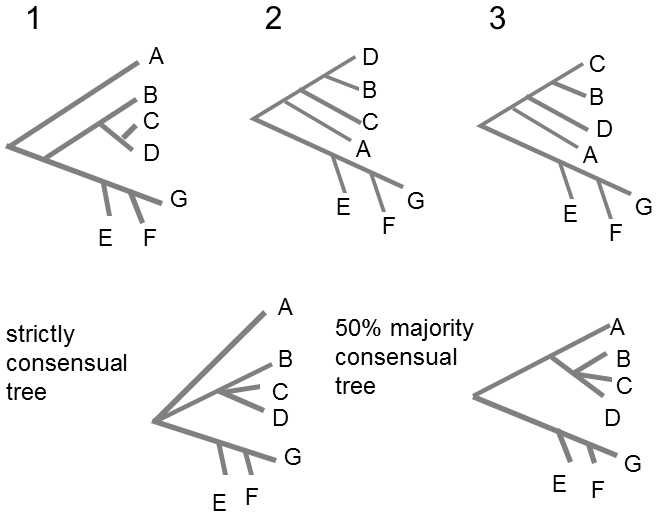 Consensus Tree