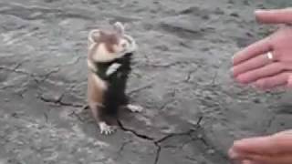 Crazy Russian Hamster Fighting