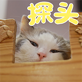 猫不理咖啡-探头