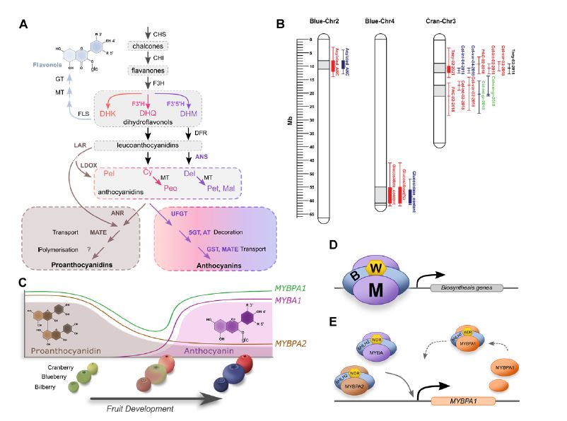 Flavonoid genetics in Vaccinium (75)