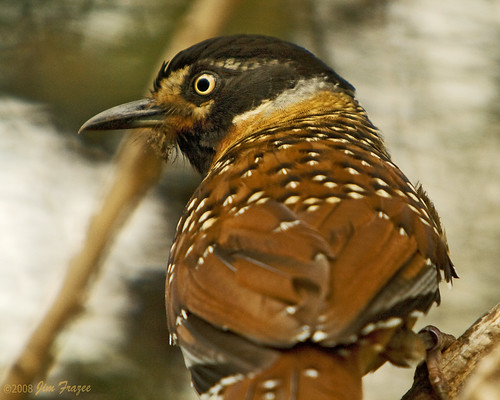 Spotted Laughing Thrush (c) 2008 Jim Frazee, some rights reserved