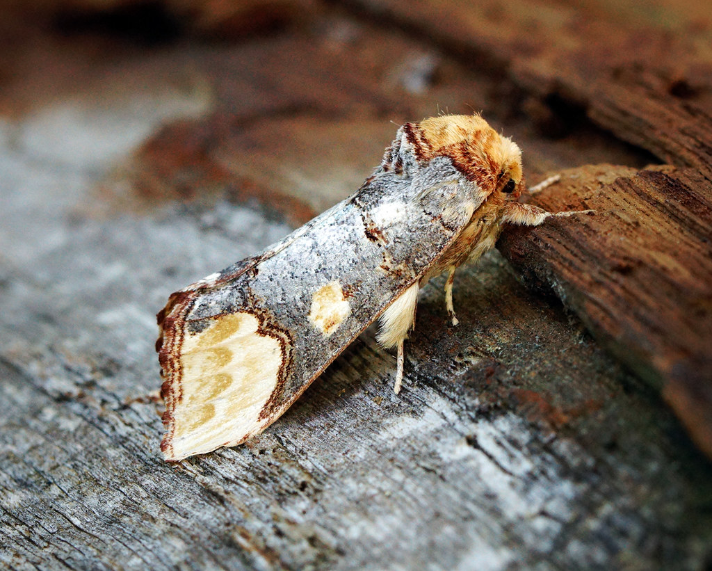 Southern Buff-tip (Phalera bucephaloides)