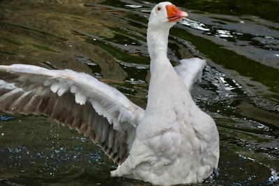 goose image