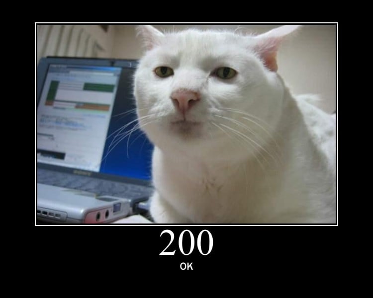 a cat with a neutral expression and a http code 200