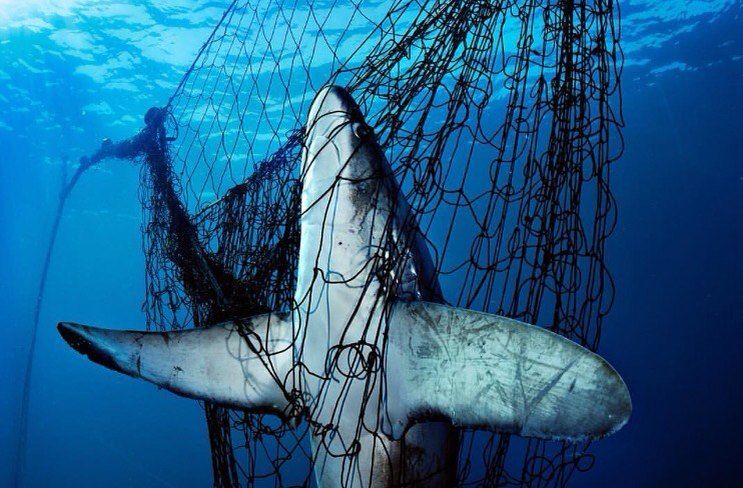 Shark dead on net