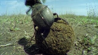 Kung Fu Dung Beetles - Narrated by David Attenborough - Operation Dung Beetle - BBC
