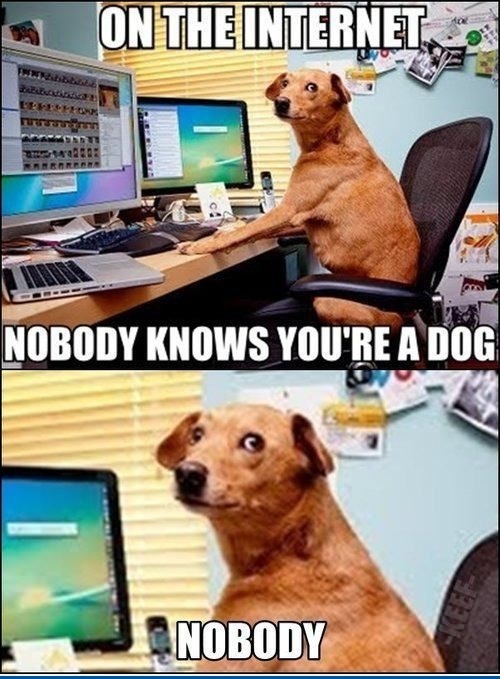 Dog on the internet