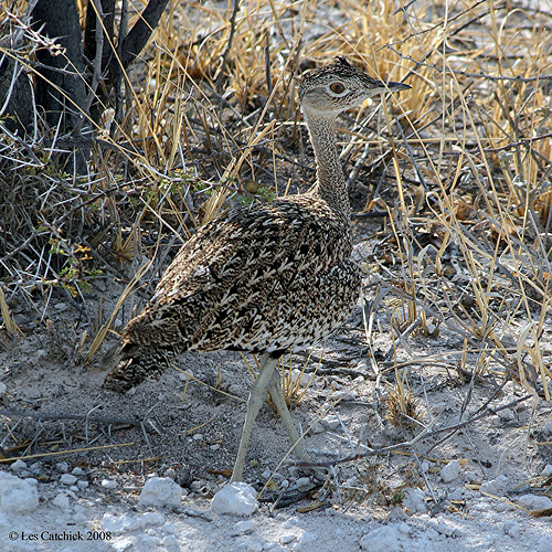 Bustard