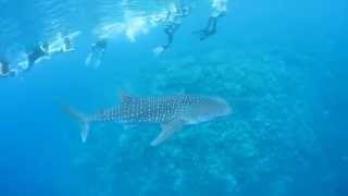 whale shark snorkeling in south ari Marine protected area, Maldives