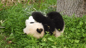 pandas gif from giphy
