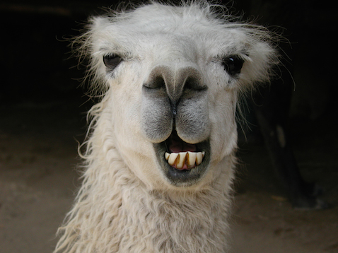 Llama photo