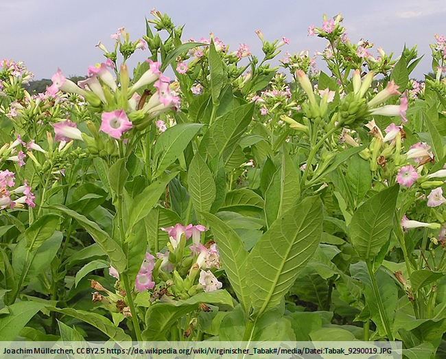 Tobacco CHS is crucial for salt tolerance (Tweet #13)