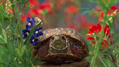 Western box turtle (© Tim Fitzharris/Minden Pictures)