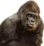 Ape is not a monkey