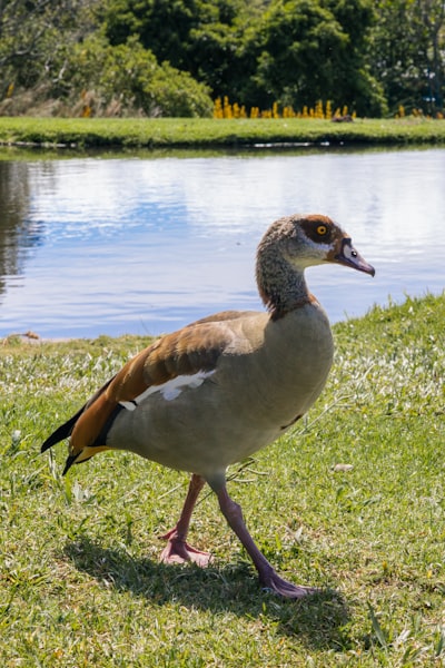 goose image