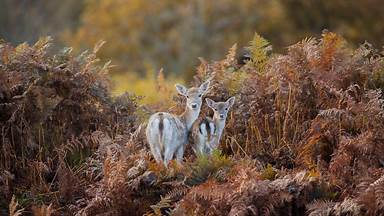 Fallow deer in Bradgate Park, Leicestershire, England (© Chris Bainbridge/Alamy)