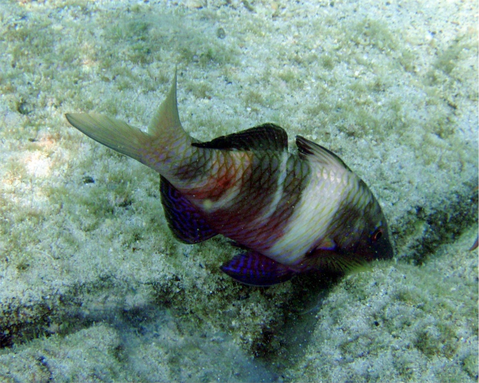 A goatfish