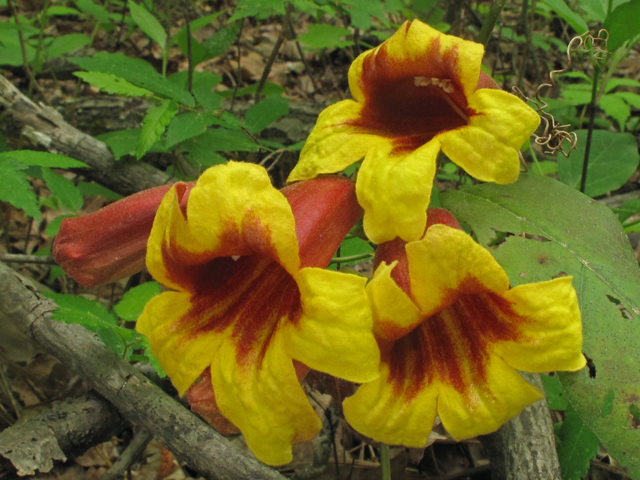 asclepias