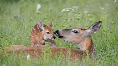 White-tailed deer doe and newborn fawn, Montana (© Donald M. Jones/Minden Pictures)