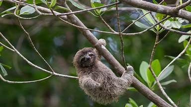 Pygmy three-toed sloth baby, Isla Escudo de Veraguas, Panama (© Suzi Eszterhas/Minden Pictures)