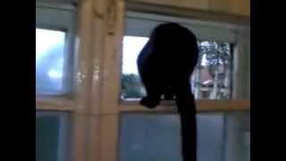 Cat gets caught barking by a human and resumes meowing