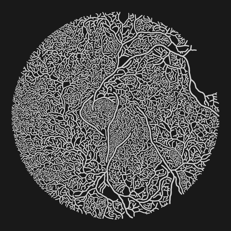 hyphae