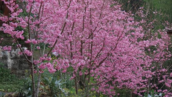 组图：帝雉、蓝腹鹇之美 台阿里山区樱花盛开