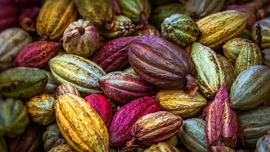 Cocoa pods from Ambanja, Madagascar (© pierivb/Getty Images)