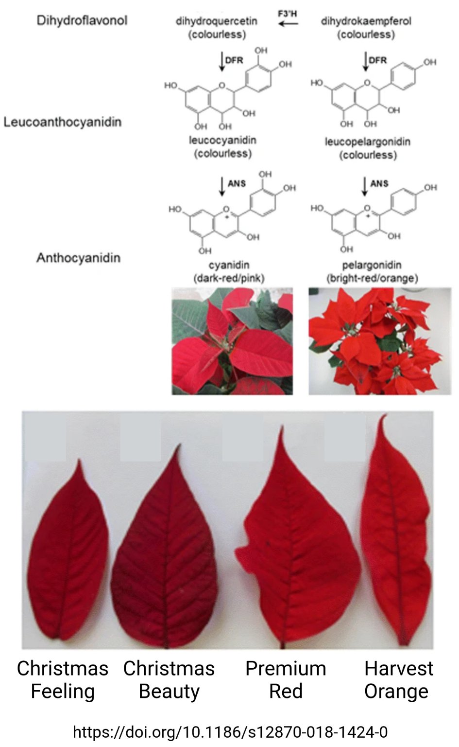 Red pigmentation of poinsettia (Tweet #43)