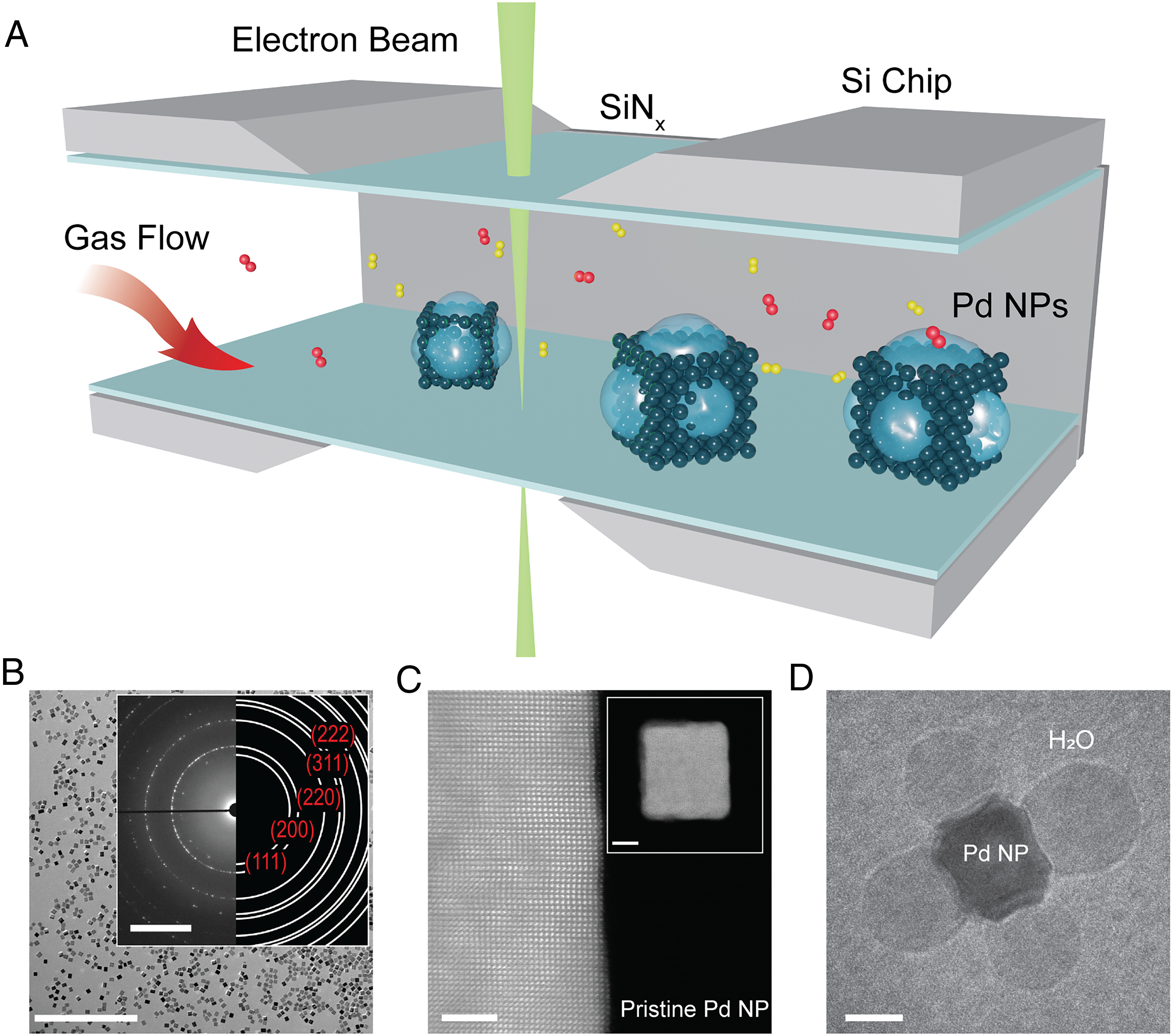 pnas.2408277121fig01.jpg