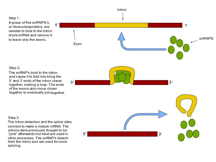 splicing