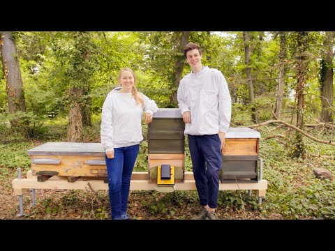 apic.ai - saving bees with ai
