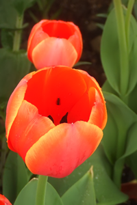 Tulip