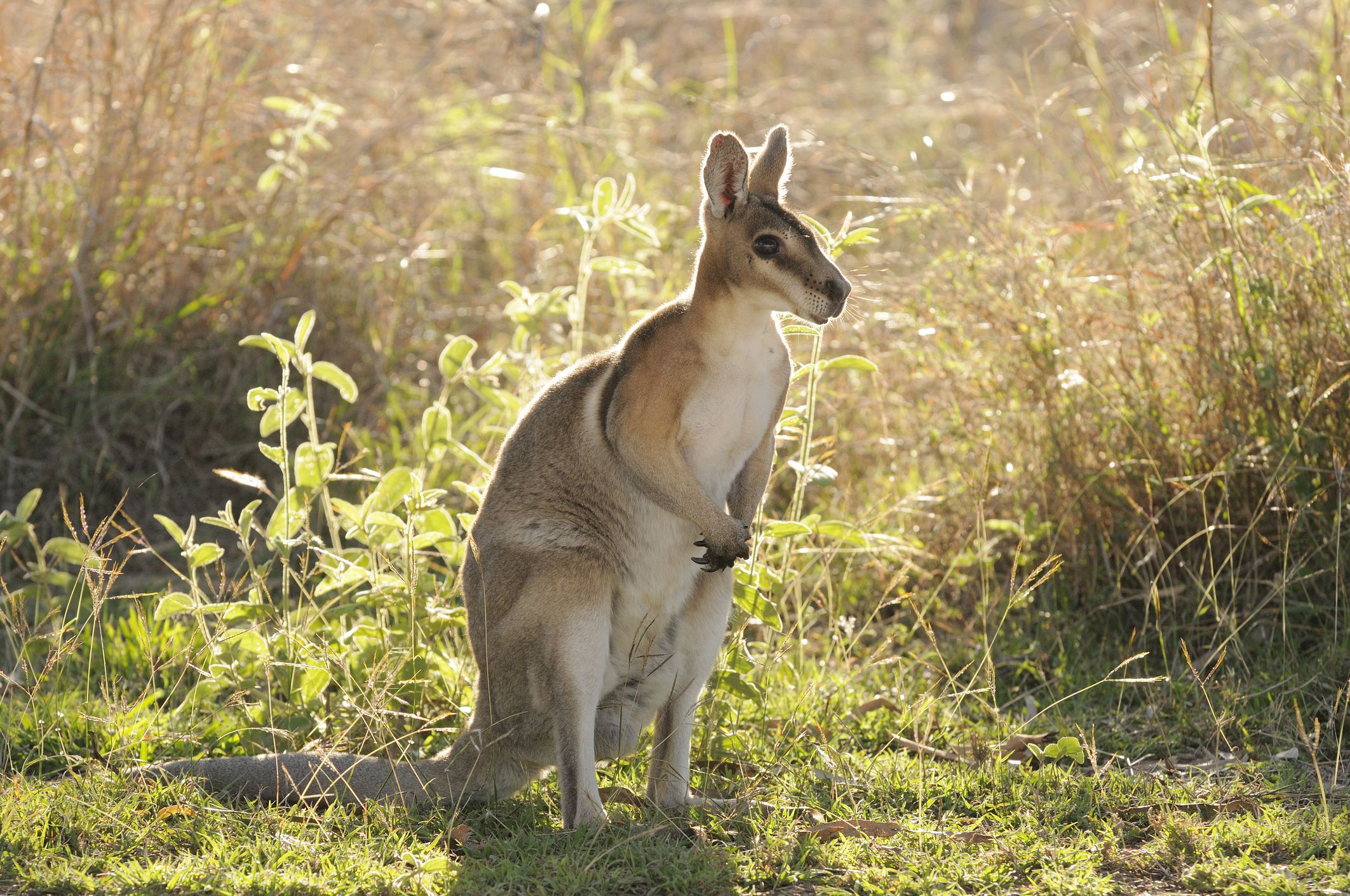 Put a link to a cute animal picture inside the parenthesis-->