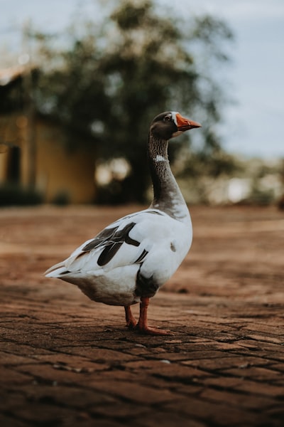 goose image