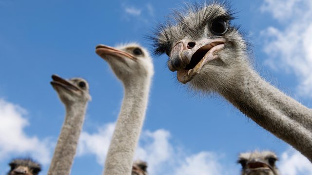 Angry Ostrich