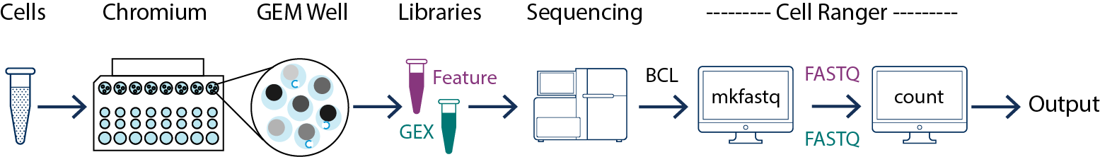 General scRNAseq workflow