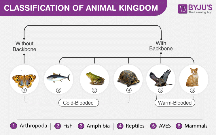 Animal Kingdom Classification